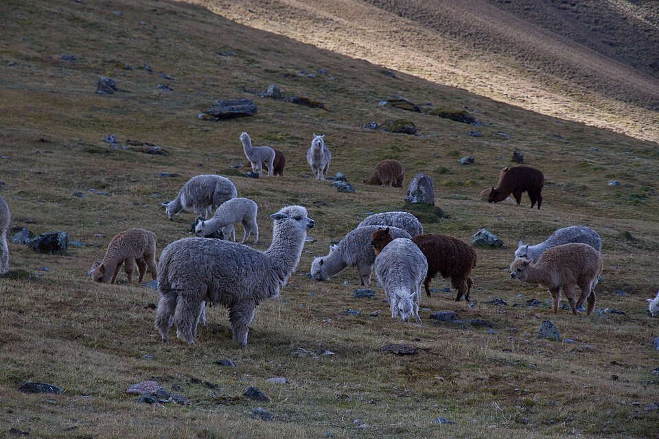 Lama dans un pré d'un élevage français